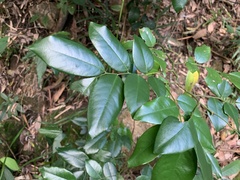 Archidendron lucidum