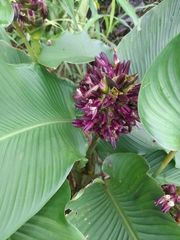 Goeppertia latifolia