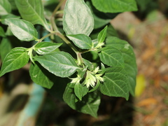 Lepidagathis formosensis