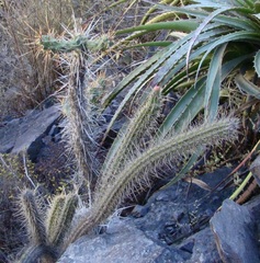 Corryocactus erectus