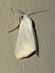 Bagisara buxea