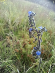 Salvia scutellarioides