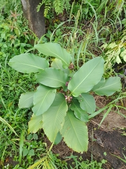 Goeppertia latifolia