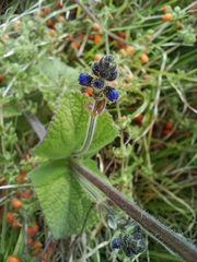 Salvia scutellarioides