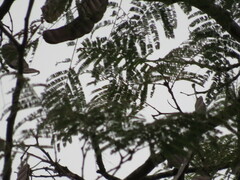 Anadenanthera colubrina