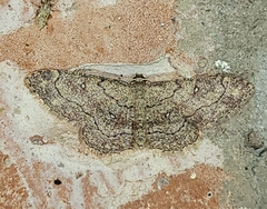 Cyclophora nanaria