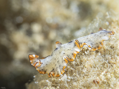 Pseudobiceros damawan