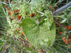 Salvia scutellarioides
