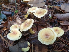 Tricholoma