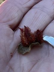 Andricus crystallinus