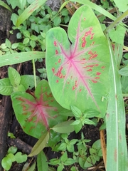 Caladium bicolor