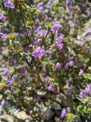 Galeopsis angustifolia