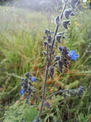 Salvia scutellarioides