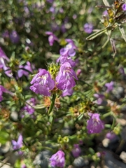 Galeopsis angustifolia