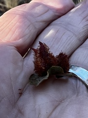 Andricus crystallinus