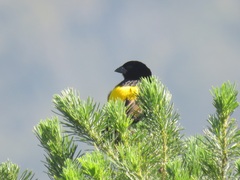 Euplectes capensis capensis