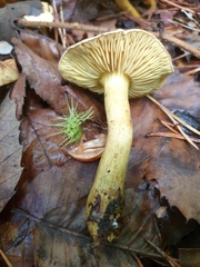 Tricholoma