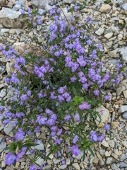 Galeopsis angustifolia