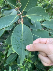 Myrtoideae