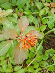 Hamelia patens image