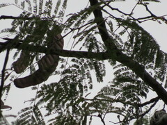 Anadenanthera colubrina