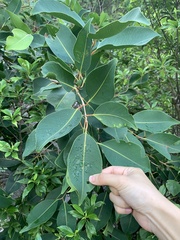Myrtoideae