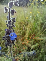 Salvia scutellarioides