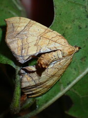 Eulithis diversilineata