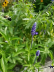 Salvia farinacea