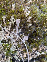 Cladonia floerkeana