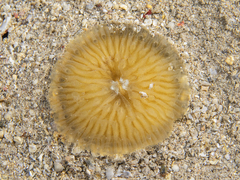 Pleuractis granulosa