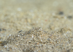 Aulacolambrus hoplonotus