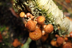 Armillaria
