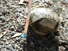 Pisolithus arenarius