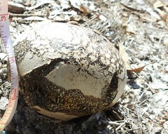 Pisolithus arenarius