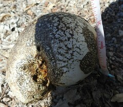 Pisolithus arenarius