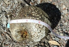 Pisolithus arenarius