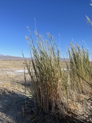 Phragmites australis americanus