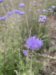 Conoclinium dissectum