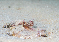 Inimicus filamentosus