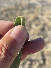 Phragmites australis americanus