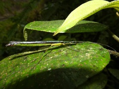Cesaphasma panamensis