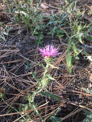 Cirsium wheeleri