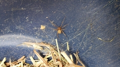 Parasteatoda tepidariorum
