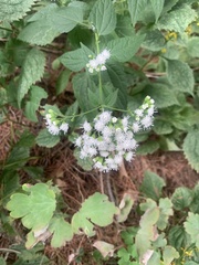 Ageratina altissima