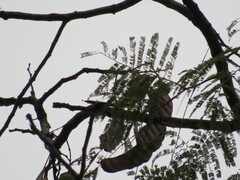 Anadenanthera colubrina