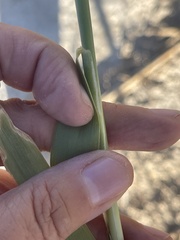 Phragmites australis americanus