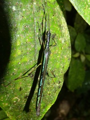 Cesaphasma panamensis