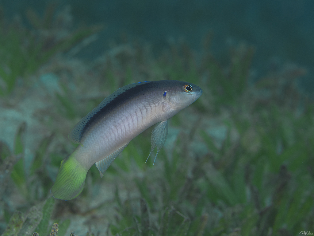 Pale Dottyback