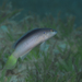 Pseudochromis pesi - Photo (c) Rafi Amar,  זכויות יוצרים חלקיות (CC BY-NC), הועלה על ידי Rafi Amar